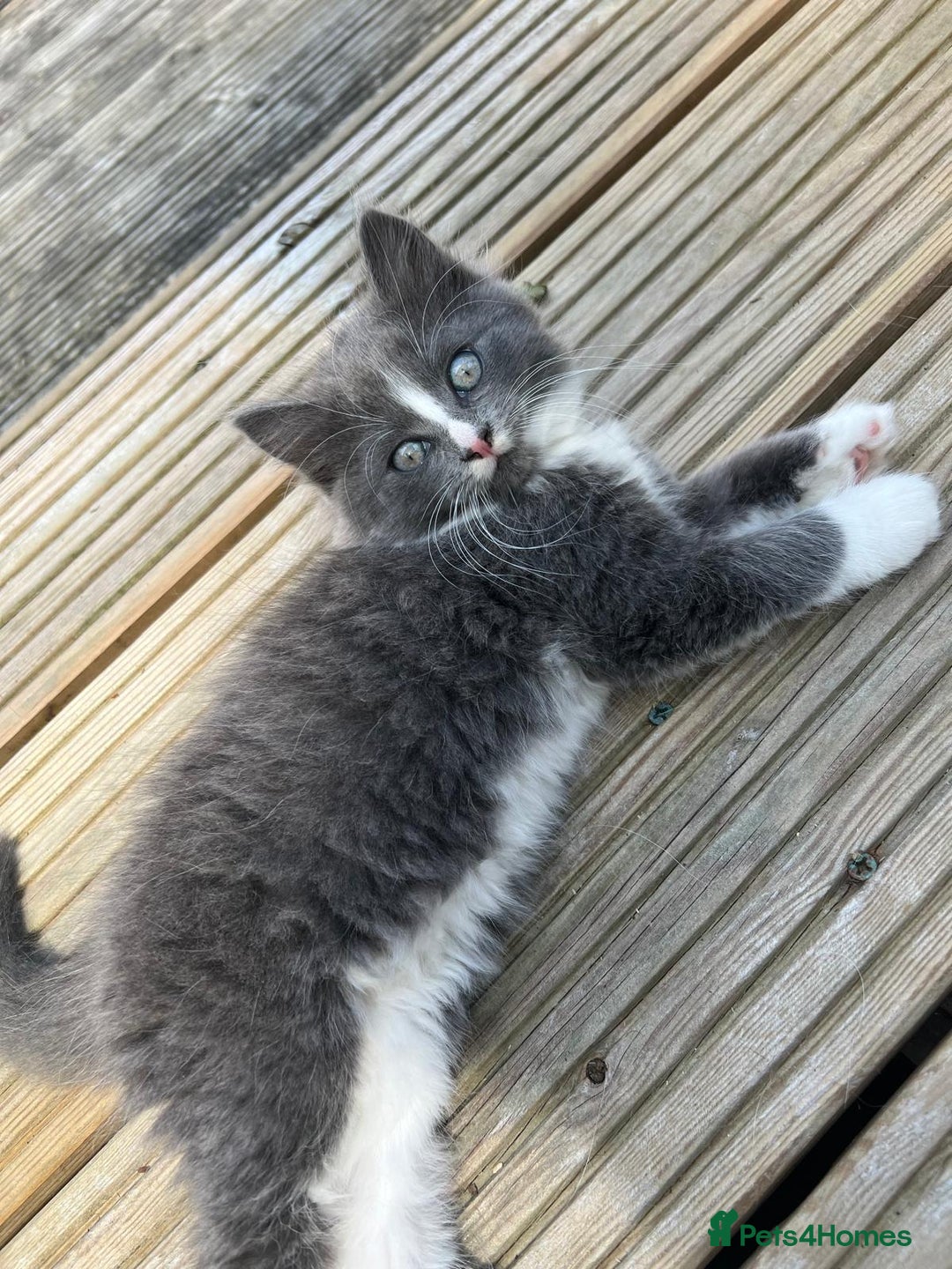 Mixed Breed cats for sale: Lovely Kitten for sale only 50£  - Image 13