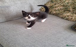 Mixed Breed cats for sale: Three playful kittens in search of forever home. - Image 13