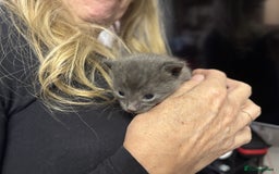 Bengal cats for sale: Bengal Mixed Litter - 2 Ginger & 1 Blue/Grey - Image 7