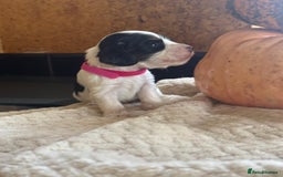 Cocker Spaniel dogs for sale: Show cocker spaniels  - Advert 5