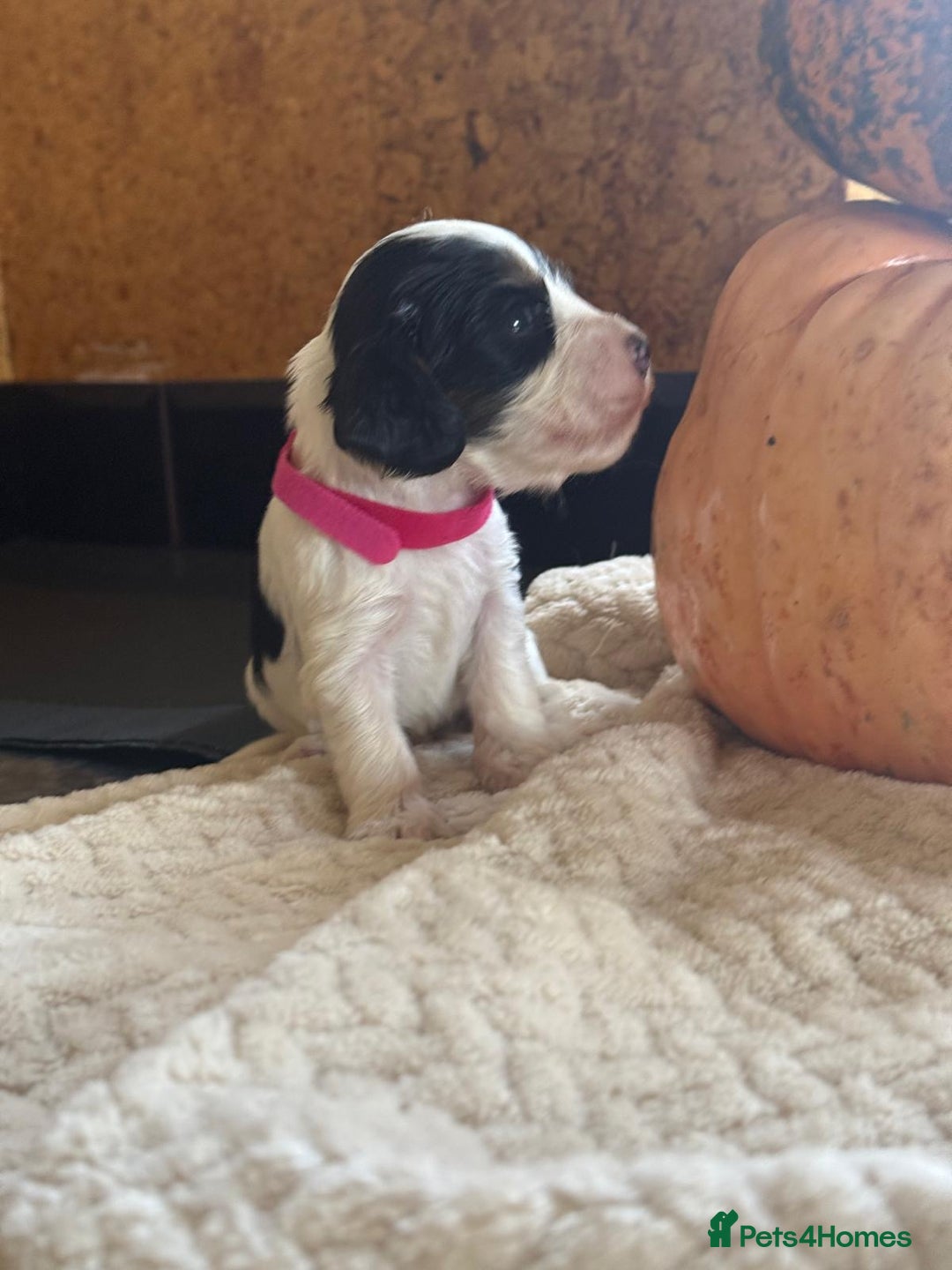 Cocker Spaniel dogs for sale: Show cocker spaniels  - Advert 5