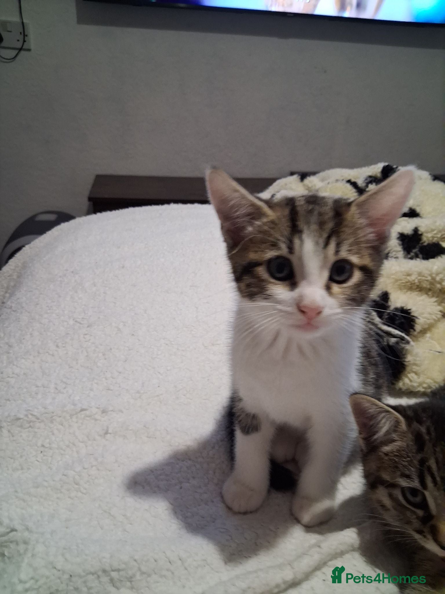 Mixed Breed cats 2 adorable kittens - Advert 1