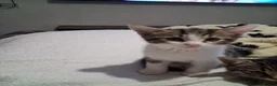 Mixed Breed cats for sale: 2 adorable kittens in Darwen - Advert 1