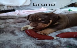 American Bully dogs for sale: Chocolate tri classic bullys - Advert 2