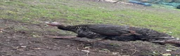 Mixed Breed poultry for sale: Mixed Flock of Birds - Advert 3
