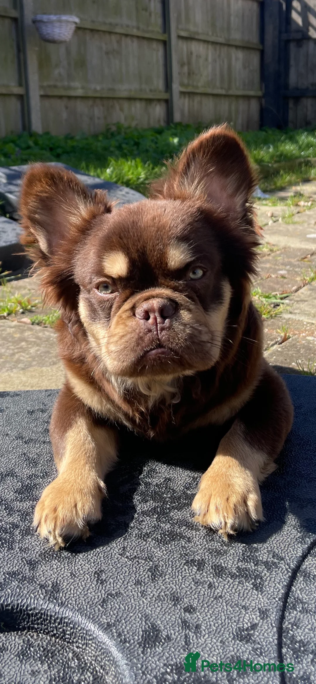 French Bulldog dogs for stud: Super Fluffy, Teddy Bear ! in London - Advert 4