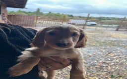 Cocker Spaniel dogs for sale: Beautiful cocker spaniel puppies❤️ - Image 6