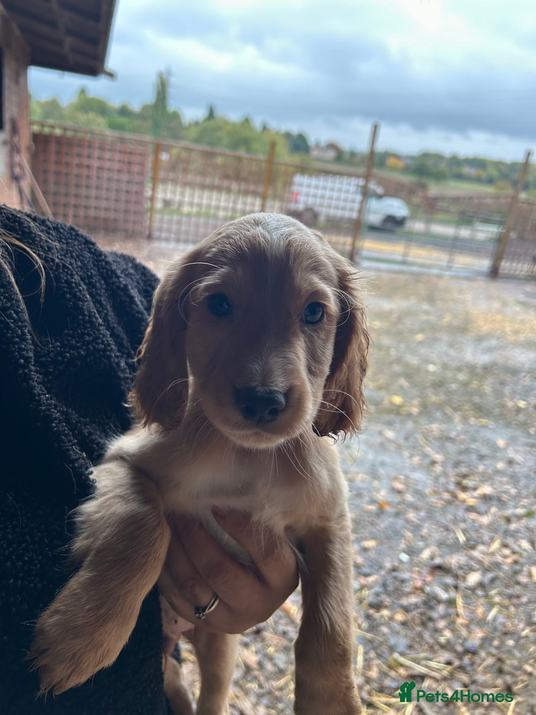 Cocker Spaniel dogs for sale: Beautiful cocker spaniel puppies❤️ - Image 6