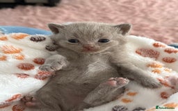 British Shorthair cats for sale: 3 lilac British Shorthair kittens for sale - Image 2