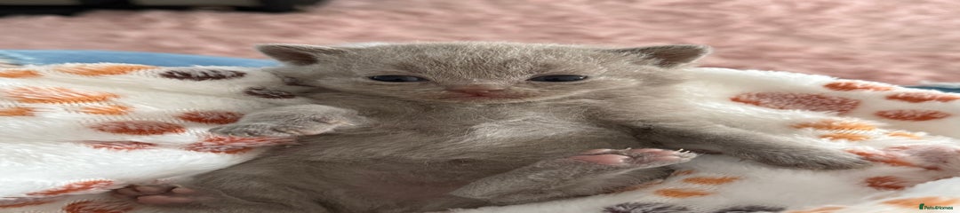 British Shorthair Kitten 2