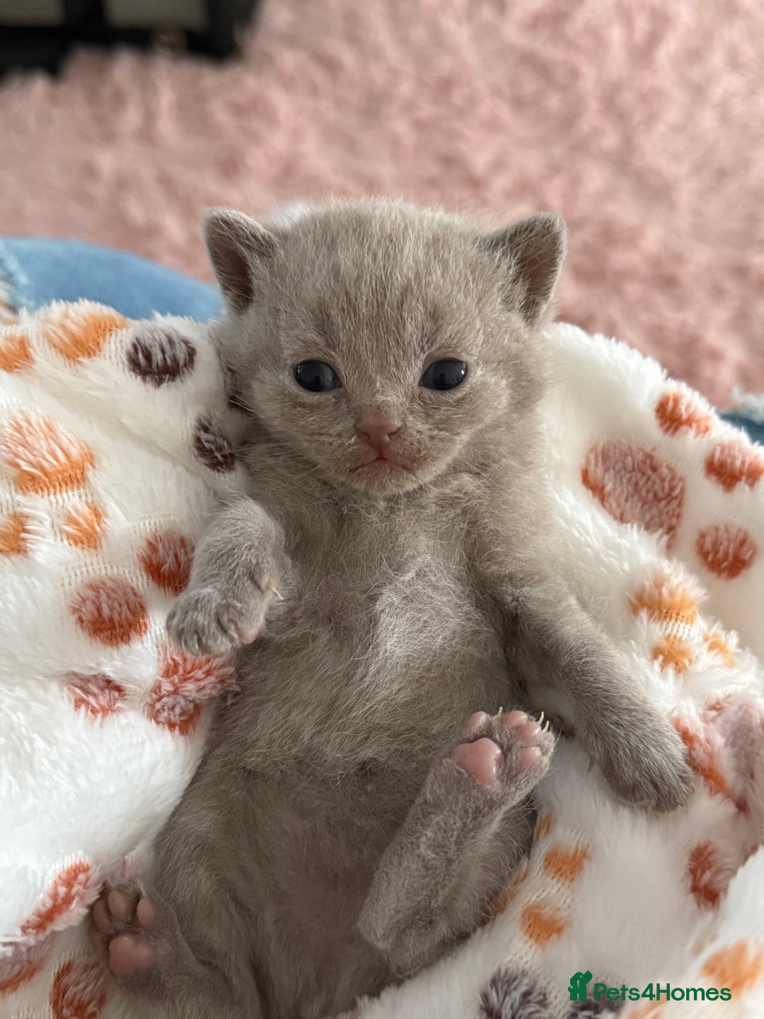 British Shorthair cats for sale: 3 lilac British Shorthair kittens for sale - Image 2