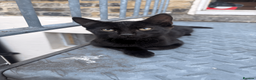 Domestic Shorthair cats for sale: Ash & Cody  - Advert 16