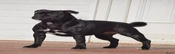 Staffordshire Bull Terrier dogs for sale: Incredible black male  - Advert 4