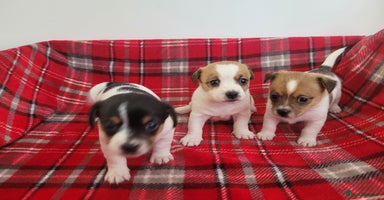 Mixed Breed dogs - Advert 16