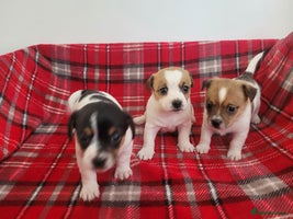 Mixed Breed dogs - Advert 16