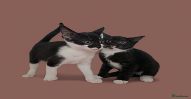 Domestic Shorthair cats - Advert 6