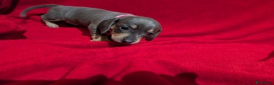 Miniature Dachshund Puppy (pink Collar)