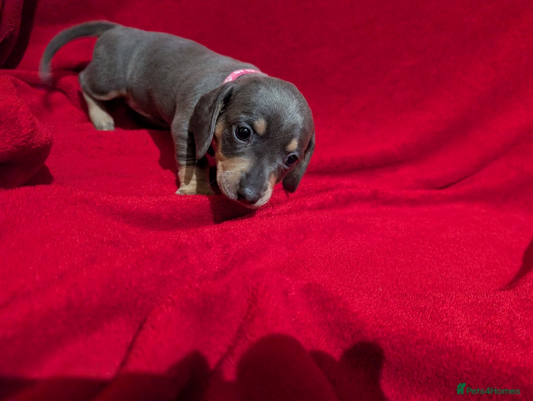 Miniature Dachshund dogs for sale: Miniature dashunds blue and tan - Advert 26