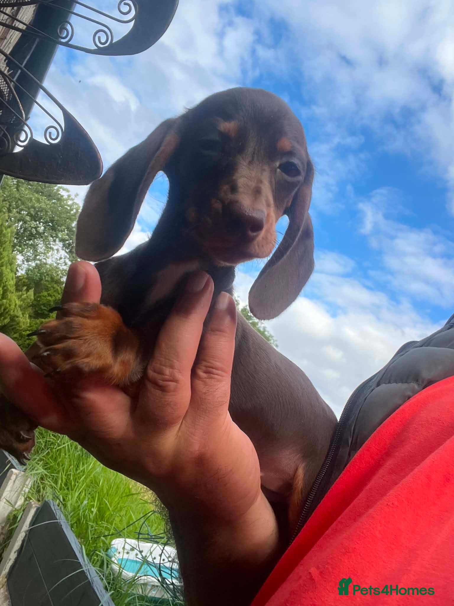Miniature Dachshund dogs Reduced price -Mini Dachshund Puppies  Chocolate - Advert 2
