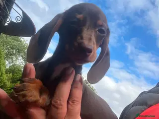 Miniature Dachshund dogs Reduced price -Mini Dachshund Puppies Chocolate - Advert 2