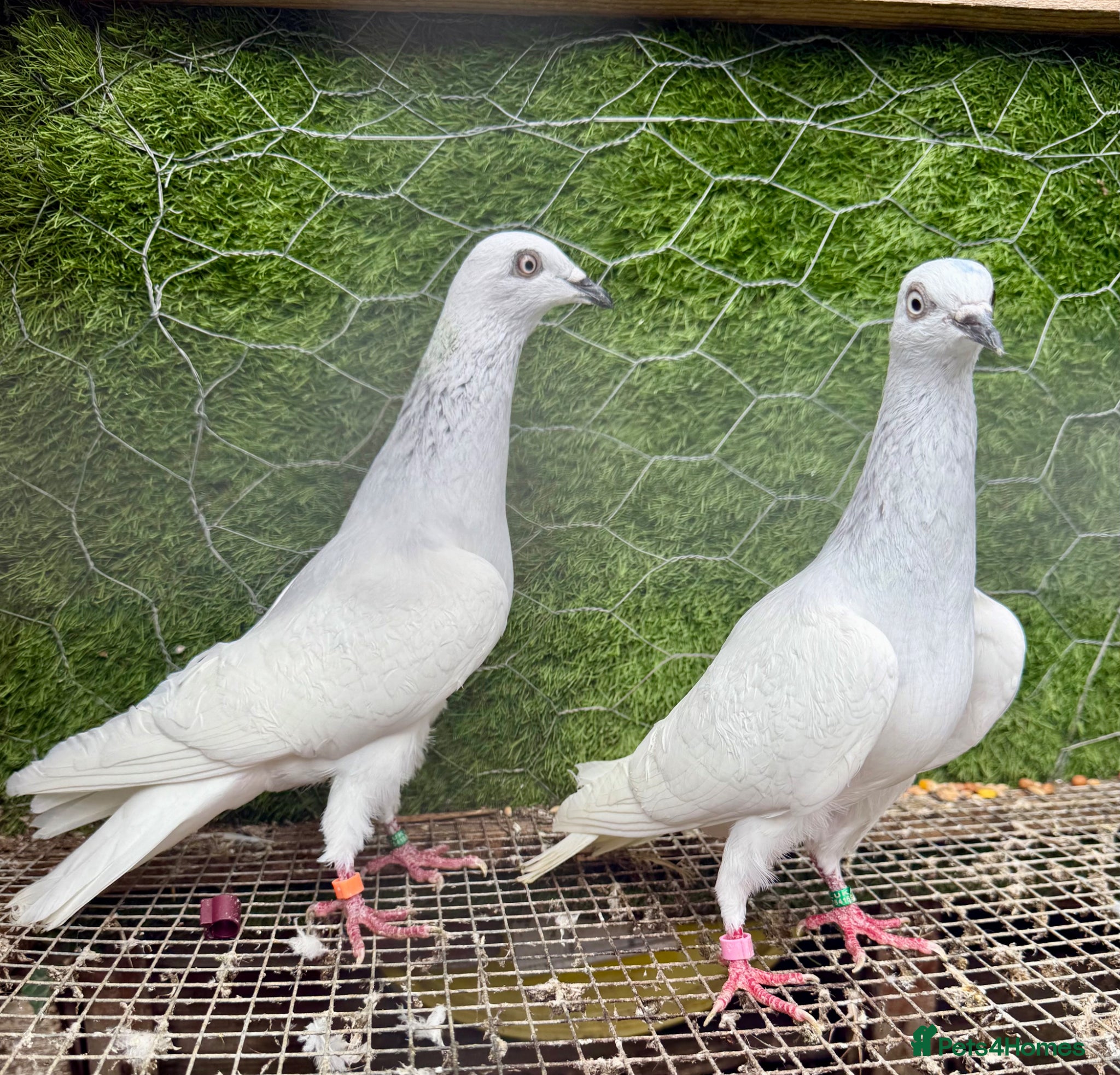 Pigeons birds  Strong Breeding Pigeon Pairs £65 - Advert 1