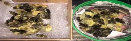 Quail poultry for sale: SEXED CHINESE PAINTED BUTTON QUAILS ! - Advert 5