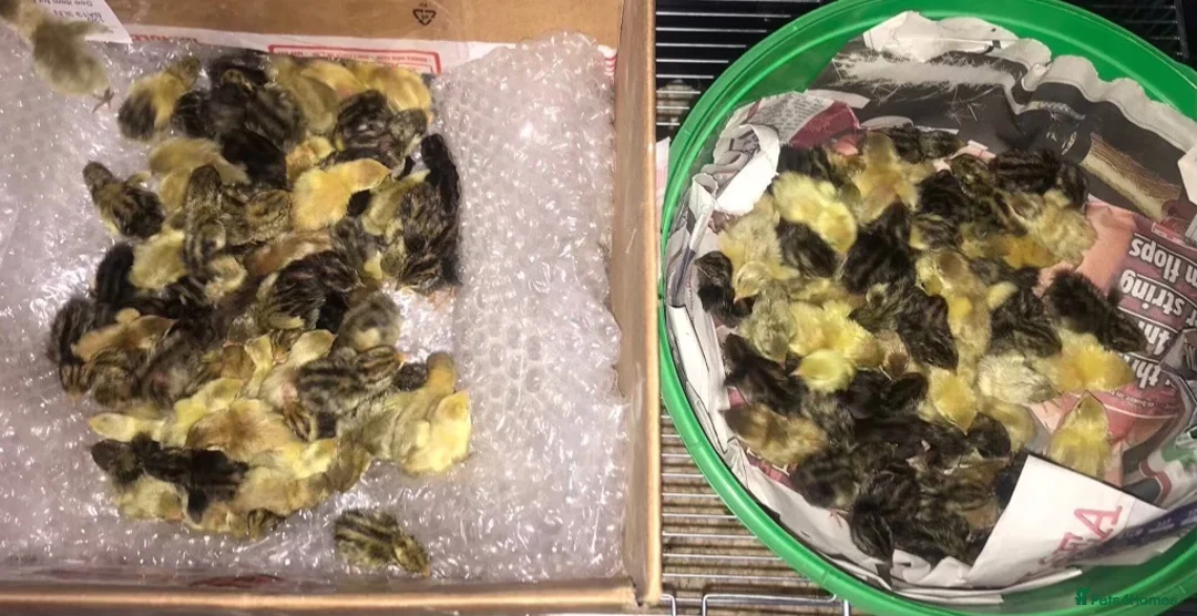 Quail poultry for sale: SEXED CHINESE PAINTED BUTTON QUAILS ! - Advert 5