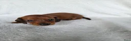 Miniature Dachshund dogs for sale: Miniature Dachshund Puppies - Advert 5