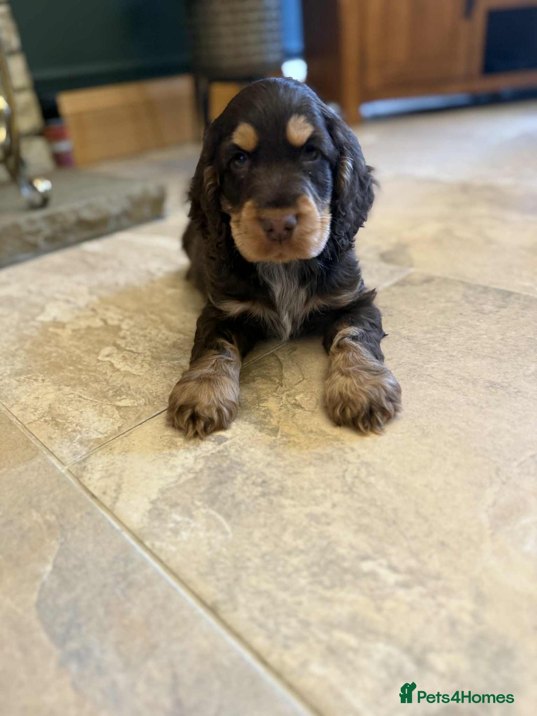 Cocker Spaniel dogs for sale: Outstanding male show cocker spaniel   - Advert 2