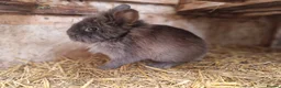 Mixed Breed rabbits for sale: Adorable, friendly dwarf lionhead boy  - Advert 5