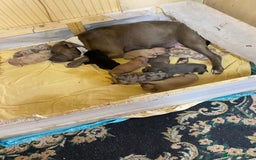 Mixed Breed dogs for sale: Canecorso/pocket bully/ large breed cross. - Image 2