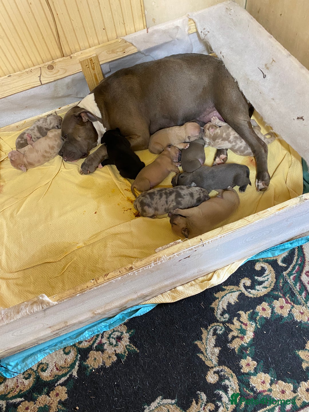 Mixed Breed dogs for sale: Canecorso/pocket bully/ large breed cross. - Image 2
