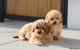 Cavapoo dogs for sale: F1 Cavapoo puppies for sale FULLY VACCINATED - Advert 6