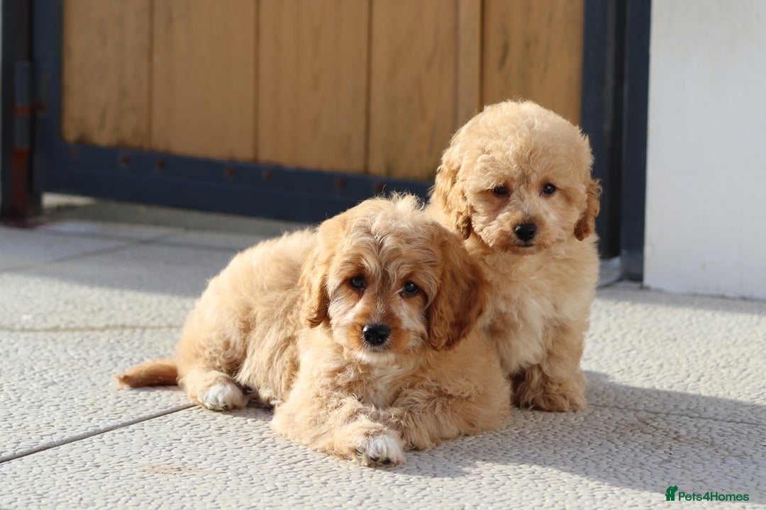 Cavapoo dogs for sale: F1 Cavapoo puppies for sale FULLY VACCINATED - Advert 6