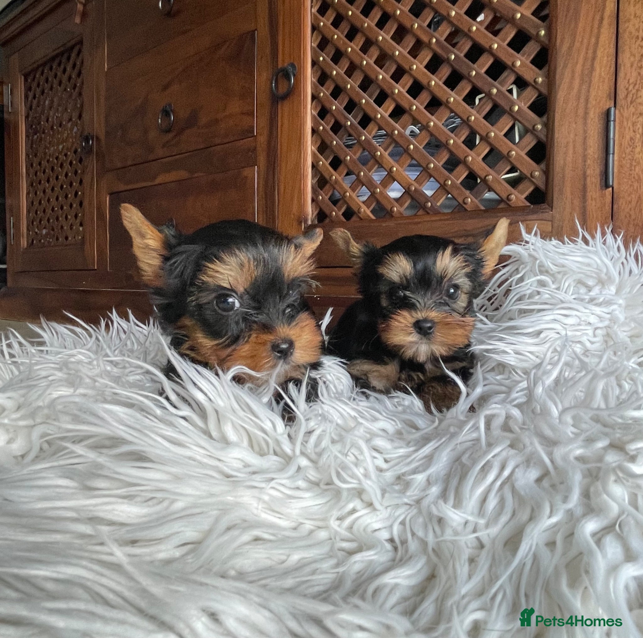 Yorkshire Terrier dogs KC reg. Only one girl and one boy left ❤️ - Advert 1