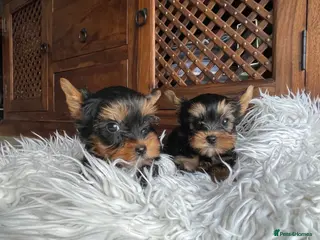 Yorkshire Terrier dogs KC reg. Only one girl and one boy left ❤️ - Advert 1