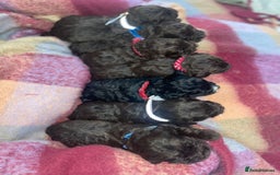 Cockapoo dogs for sale: 7 beautiful cockapoo puppy’s  - Advert 9