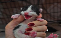 Mixed Breed cats for sale: 🦌 Bambi theme litter - Unique Tuxedo Kittens - Image 1