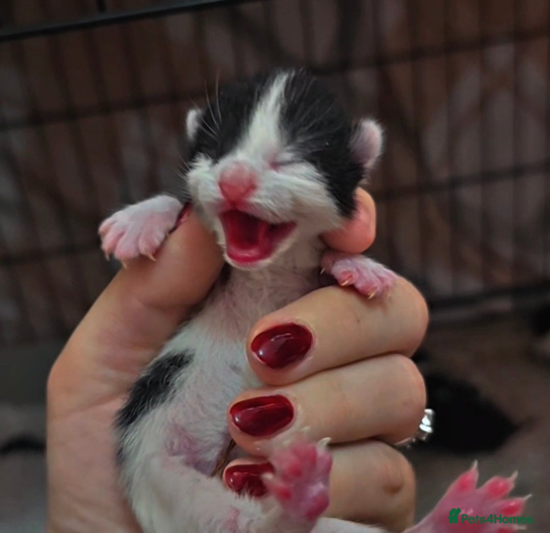 Mixed Breed cats for sale: 🦌 Bambi theme litter - Unique Tuxedo Kittens - Image 1