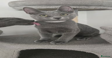 Russian Blue cats - Advert 3