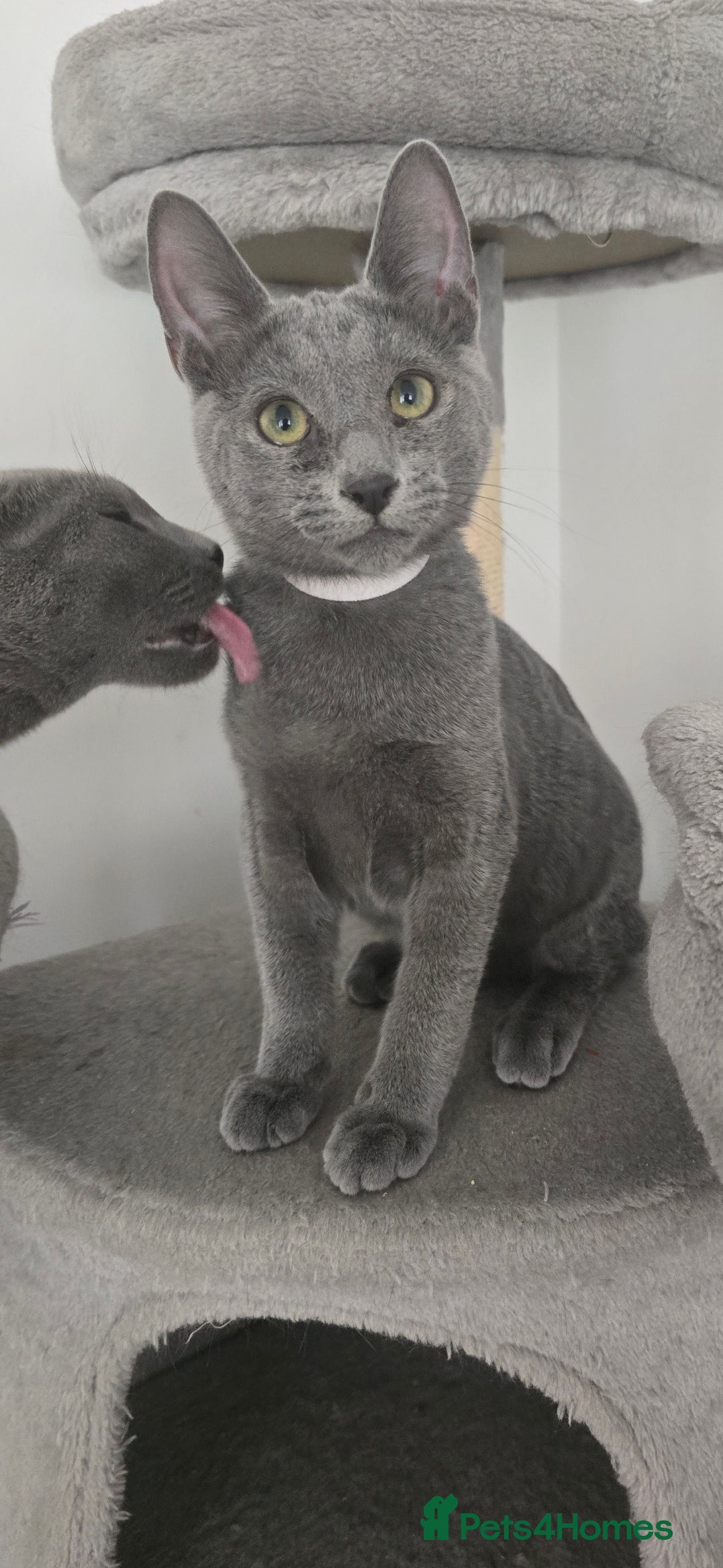 Russian Blue cats for sale: One girl left, gccf, pedigree  - Image 2