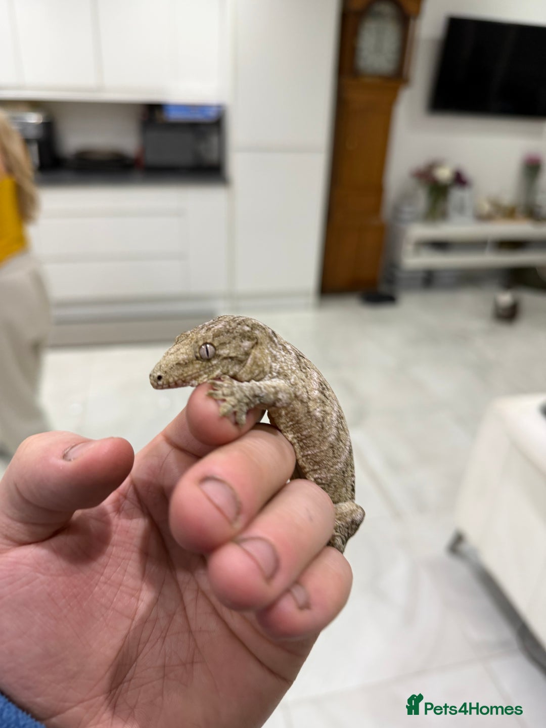 Gecko reptiles for sale: 💥🌊Various geckos for sale message for prices ✅ - Advert 6