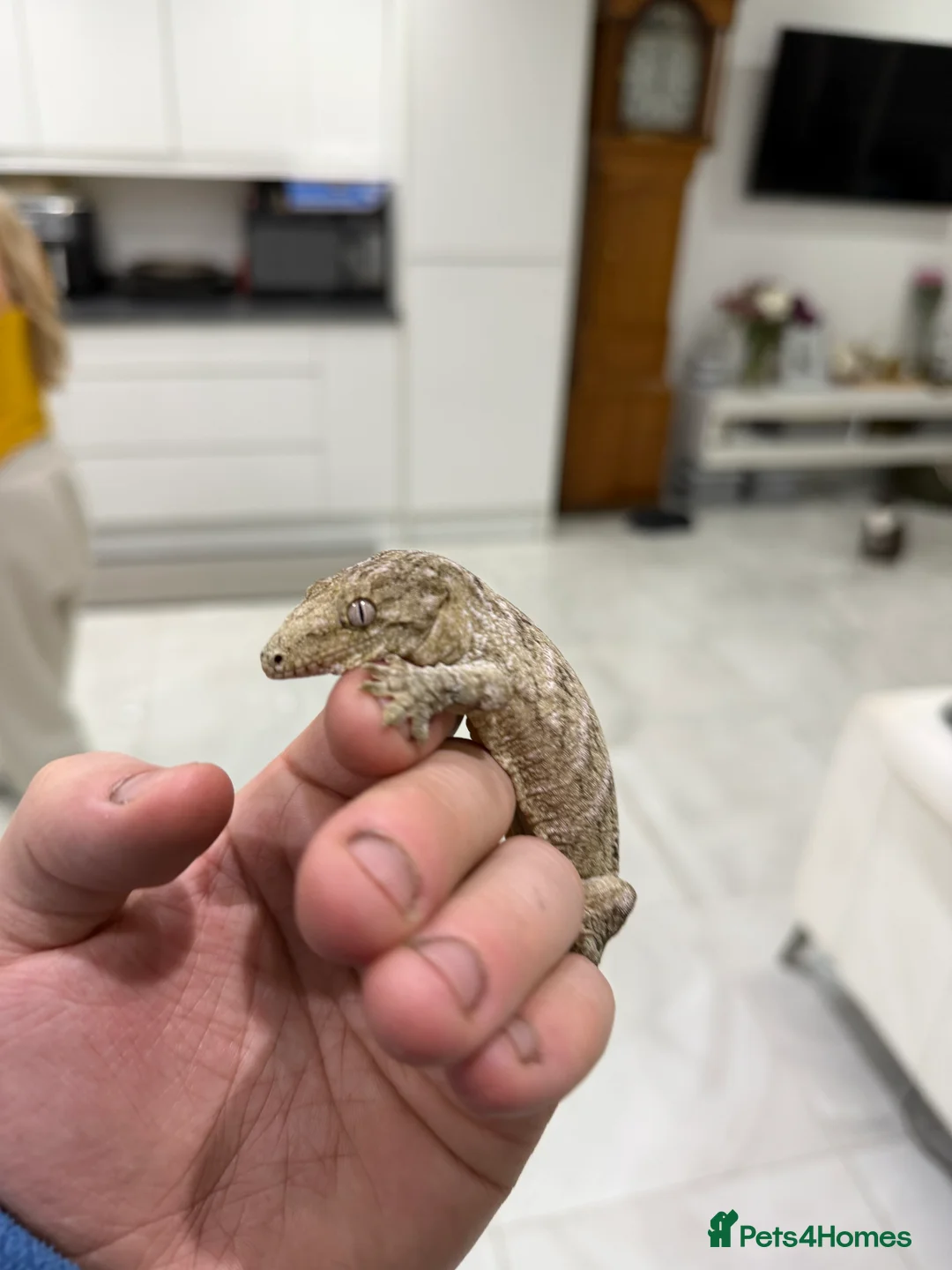 Gecko reptiles for sale: 💥🌊Various geckos for sale message for prices ✅ - Advert 6