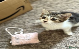 Mixed Breed cats for sale: Beautiful kittens ready for new home  - Image 7
