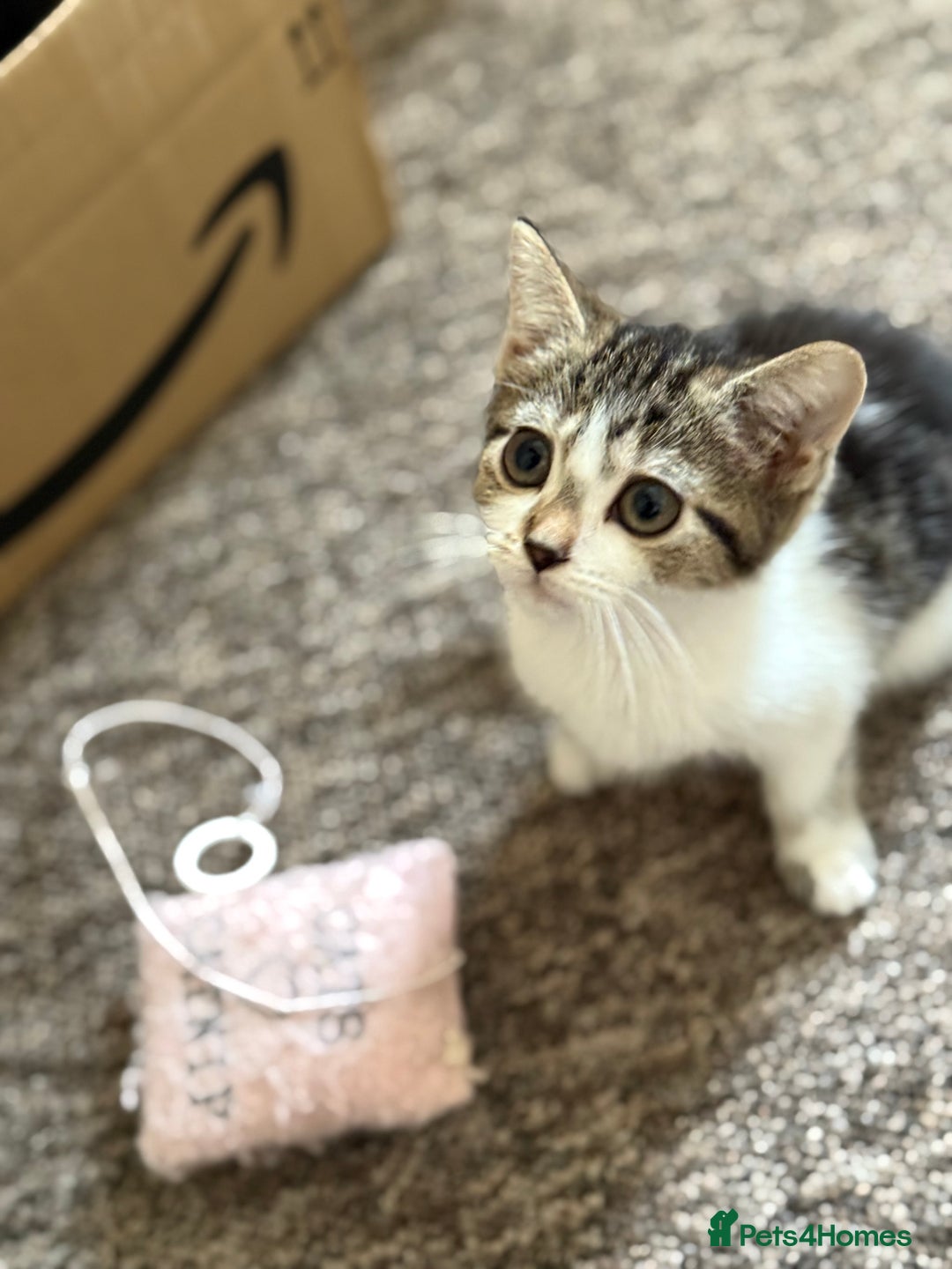 Mixed Breed cats for sale: Beautiful kittens ready for new home  - Image 7