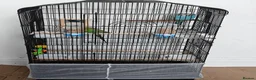 Budgerigars birds for sale: 3 Exhibition Budgies with cage & Accessories - Advert 7
