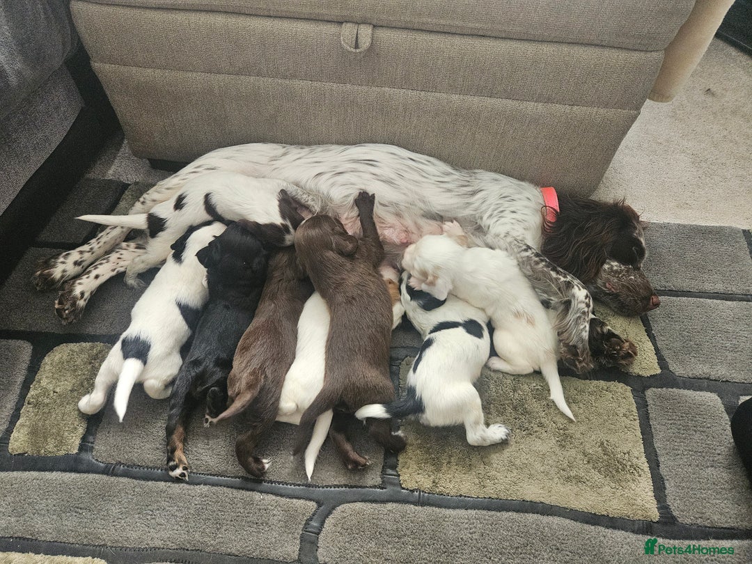 Cocker Spaniel dogs for sale: Cocker spaniels - Image 22