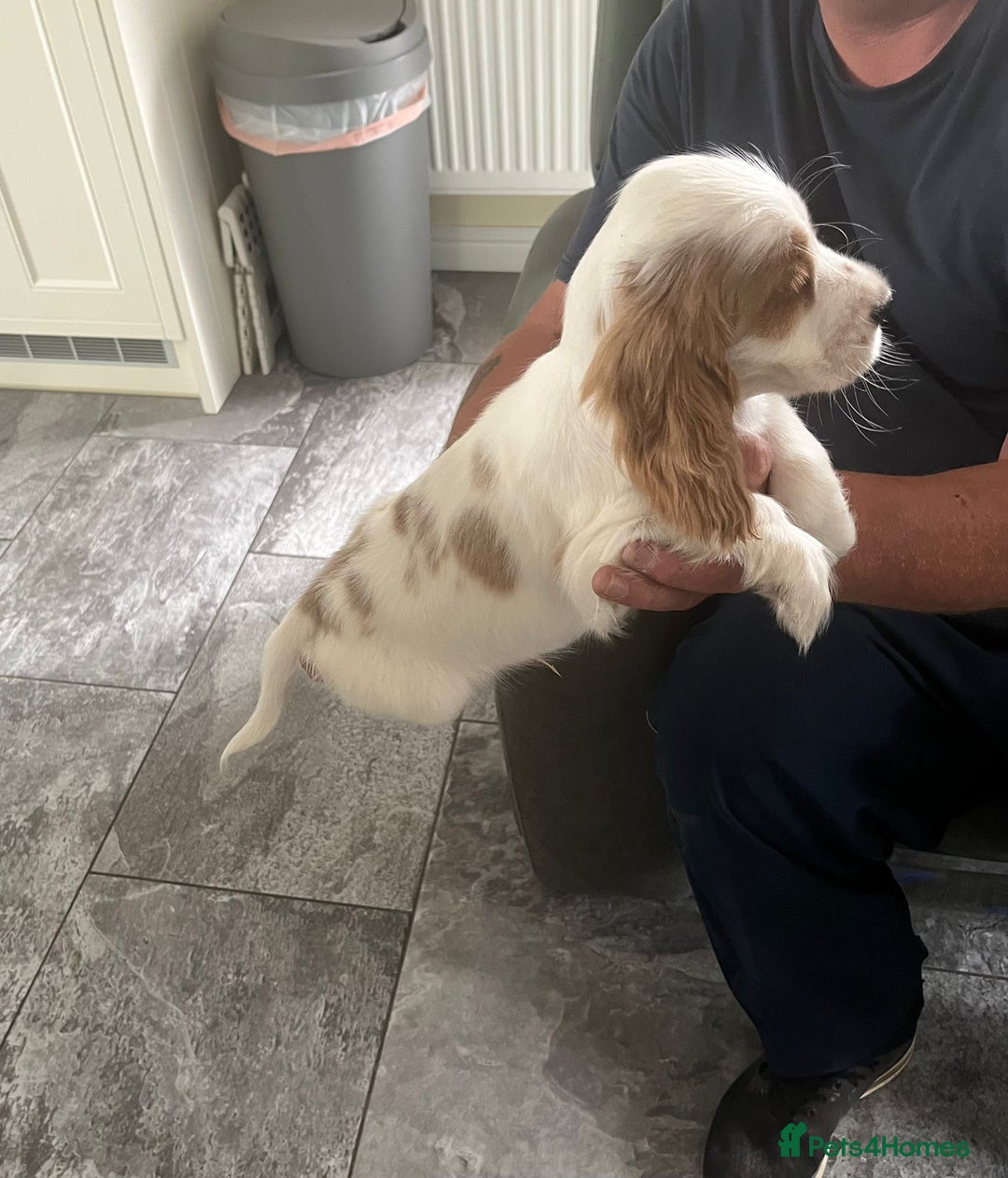 Cocker Spaniel dogs for sale: OUT STANDING  GORGEOUS SHOW TYPE COCKER SPANIEL  - Image 36