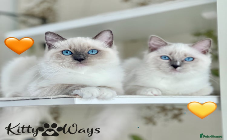Ragdoll cats - Advert 3