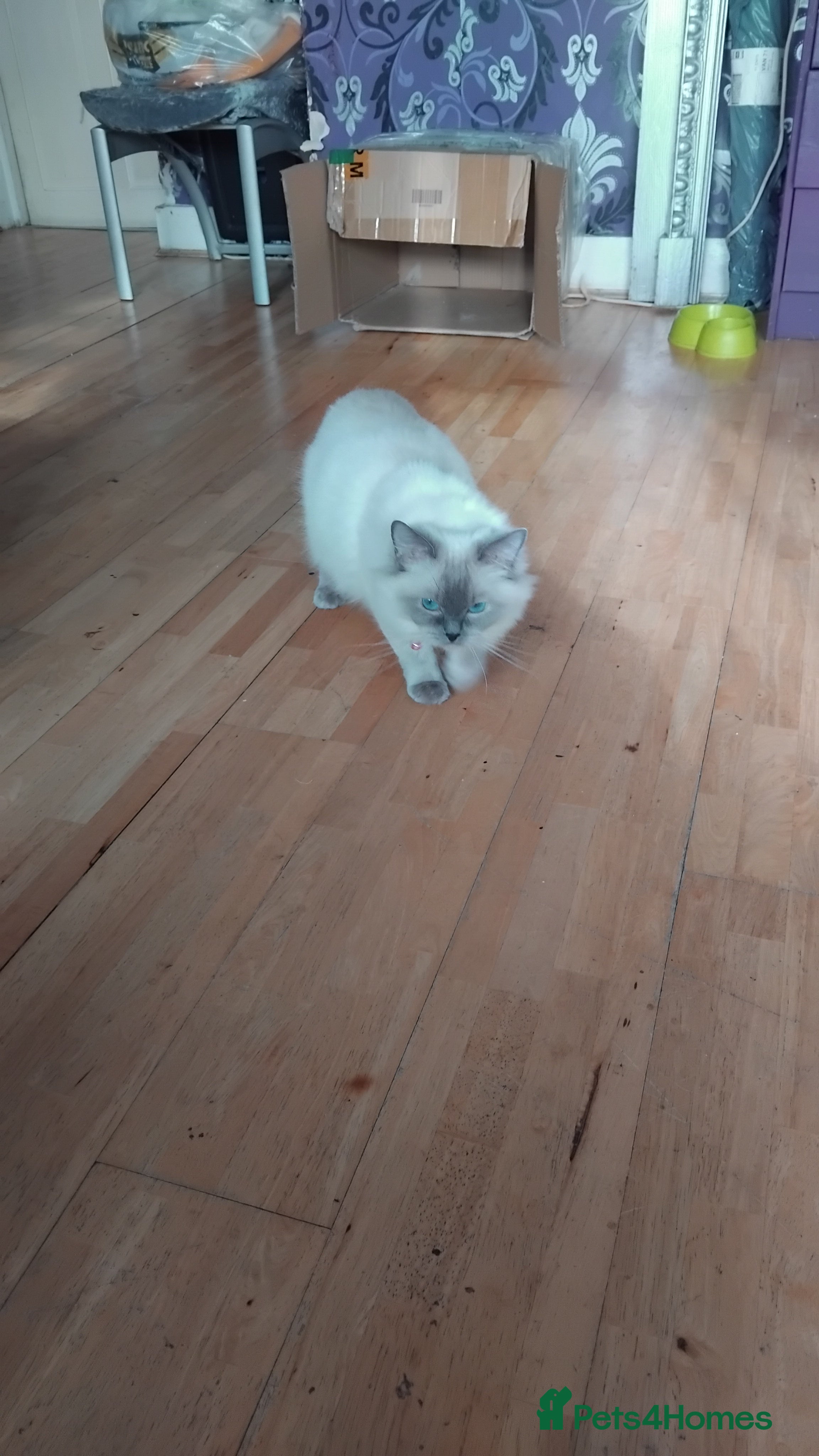 Mixed Breed cats Mixed persain and ragdoll kittens for sale,  - Advert 1
